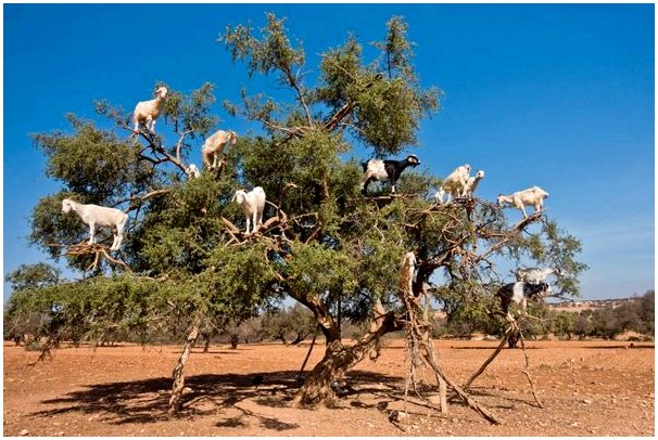 Почему козы в Марокко лазают по деревьям?