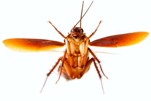 Почему летают тараканы?