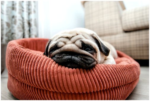 Позы отдыха: как спит ваша собака