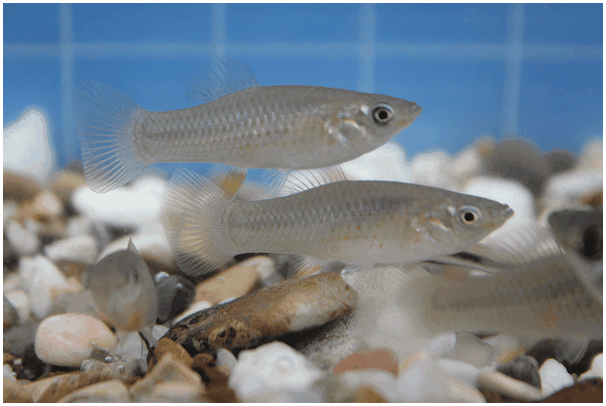 Poecilia formosa, маленькая рыбка, которая производит большой фурор