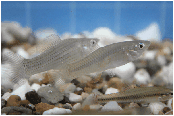Poecilia formosa, маленькая рыбка, которая производит большой фурор