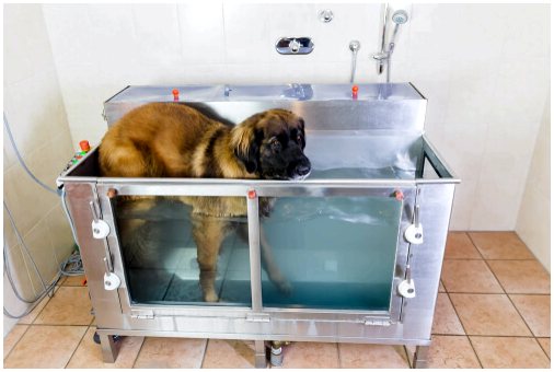 Польза гидротерапии для собак
