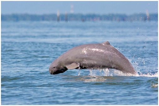Поведение дельфинов Иравади
