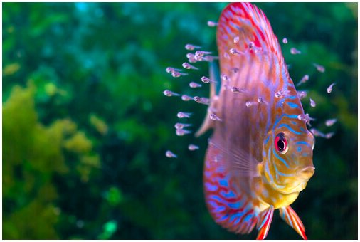 Прекрасные рыбки для вашего аквариума