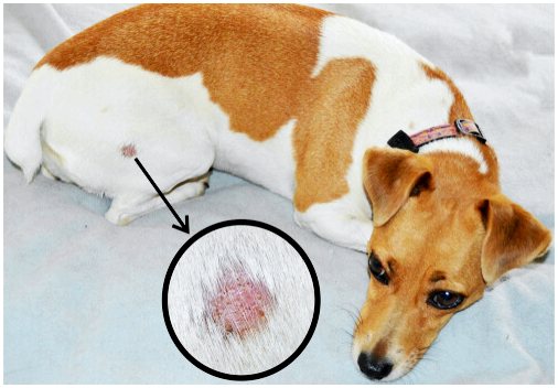Стригущий лишай у щенков: симптомы и лечение