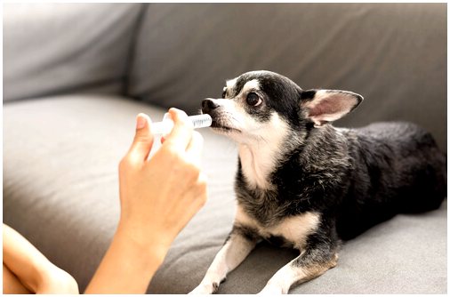 Пробиотики, помогающие при проблемах с кишечником у собак