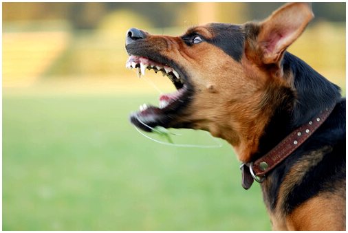 Советы по прекращению собачьей драки