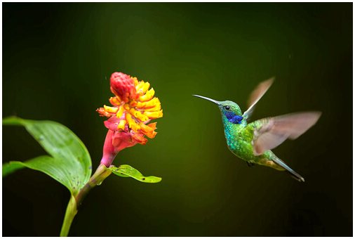 Процесс опыления и миграции колибри