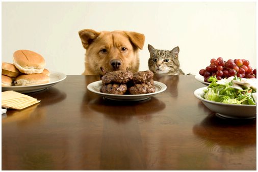 Различия в кормлении кошек и собак