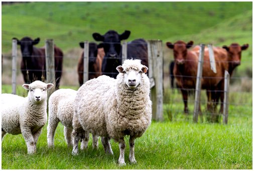 Различия в разведении овец и коз