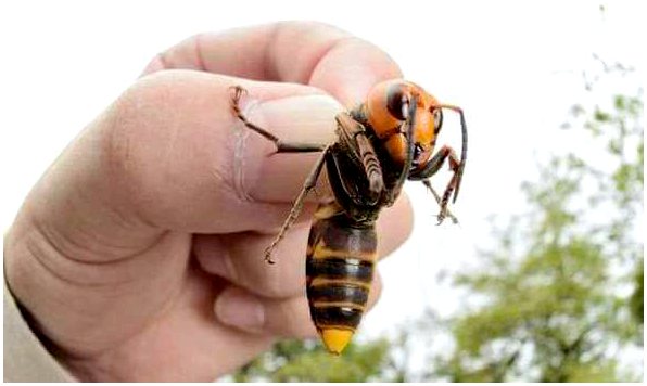 Самые смертоносные насекомые-убийцы в мире