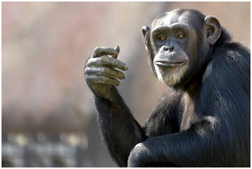 Шимпанзе используют инструменты в зоопарке