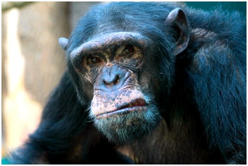 Шимпанзе - не домашние животные: знакомьтесь с Трэвисом