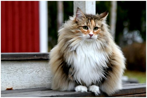 Советы по кормлению длинношерстных кошек