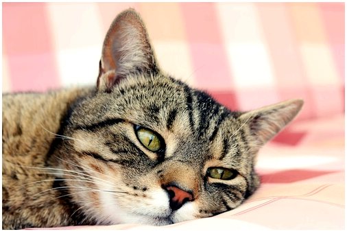 Советы по предотвращению теплового удара у кошек