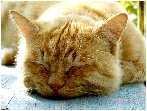Как кошки сохраняют прохладу в жару?