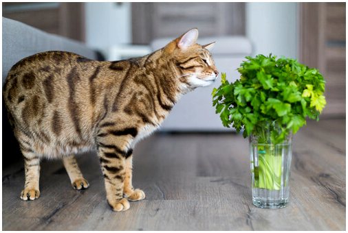 Токсичные растения для кошек