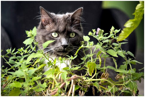 Токсичные растения для кошек
