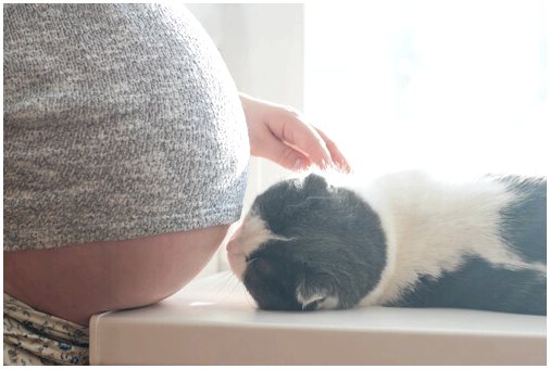 Влияет ли на вас наличие кошки, если вы беременны?