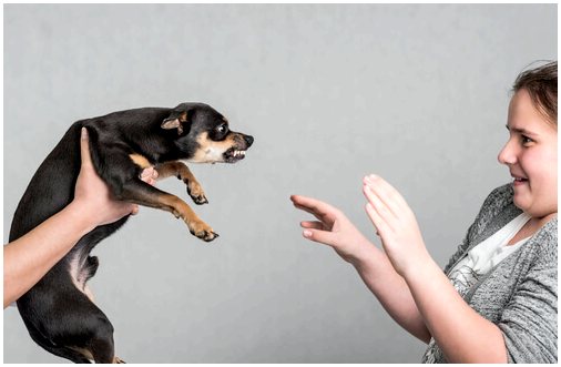 4 совета, которым нужно следовать, если на вас нападает собака