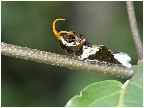 Бабочка-парусник: самая большая и экзотическая