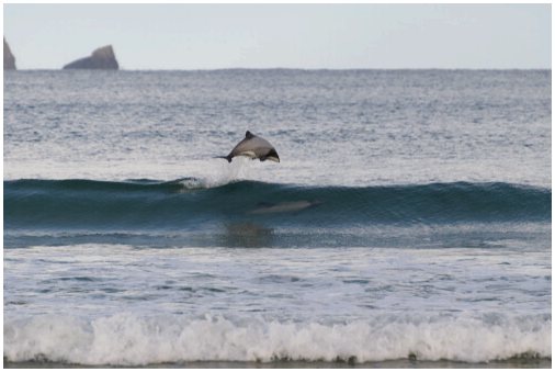 Белоголовый дельфин в Новой Зеландии