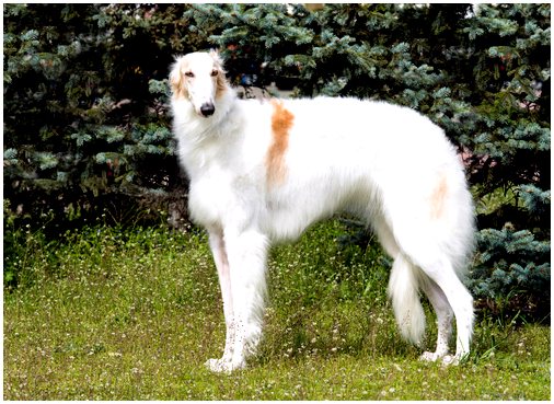 Борзая - порода собак, выведенная в России.
