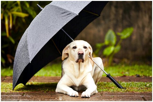 Что делать, если ваша собака отказывается выходить на улицу в дождливую погоду