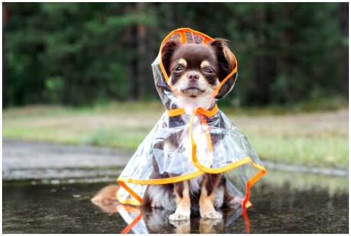 Что делать, если ваша собака отказывается выходить на улицу в дождливую погоду