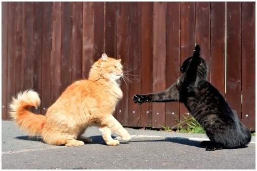 Различные типы агрессии у кошек