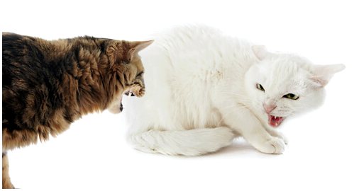 Что нужно знать о кошачьих боях