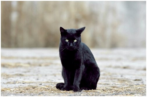 Суеверия о кошках