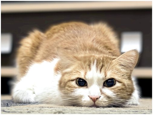 Цвет вашей кошки, что это значит? Цвет вашей кошки, что это значит?