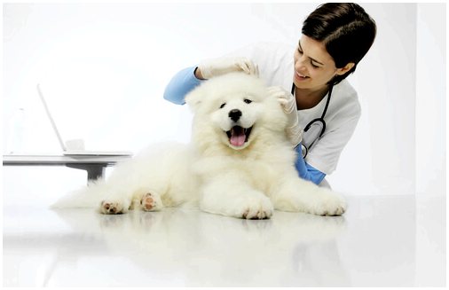 Дирофилярия у собак: лечение и профилактика