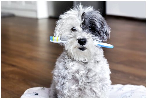 Есть ли стоматологи для собак?