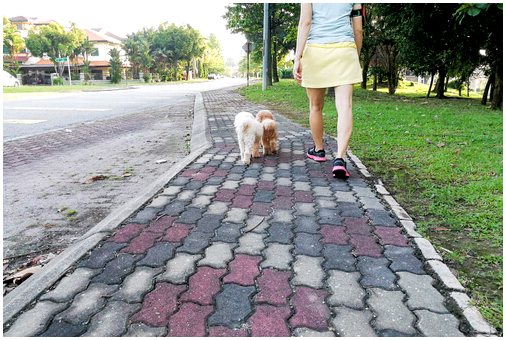Города и места для прогулок с повешенной собакой