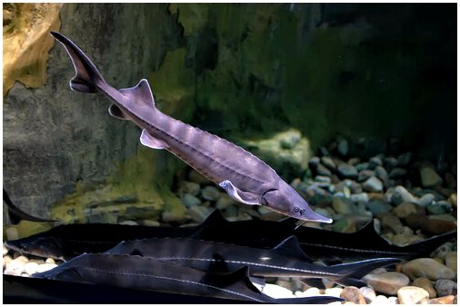 Характеристика белуги осетровых рыб