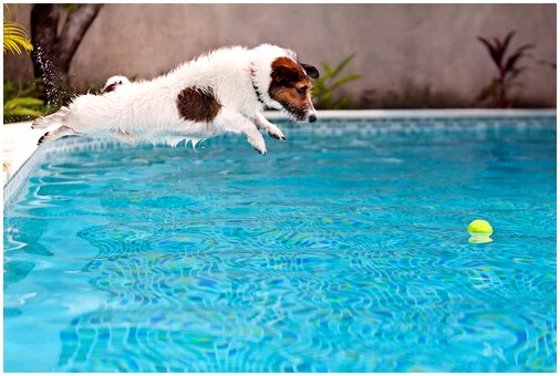 Советы по покупке бассейна для собак