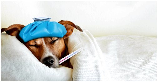 3 совета, как избежать инфекций мочевыводящих путей у собак