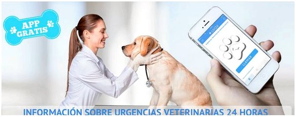 Это лучшие ветеринарные клиники Барселоны.