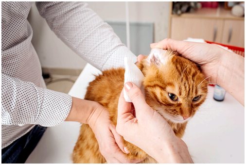 Как чистить кошачьи уши