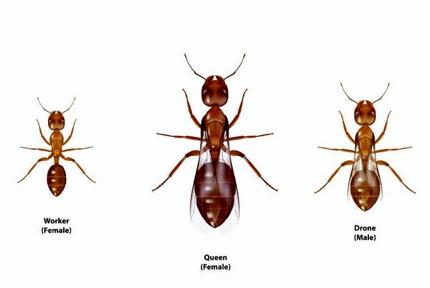 Как муравей становится королевой?