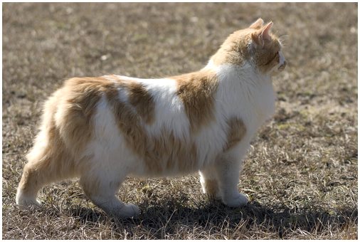 Кимрический кот, с длинной шерстью и без хвоста