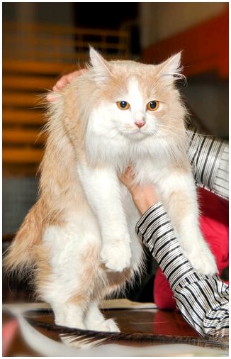 Кимрический кот, с длинной шерстью и без хвоста