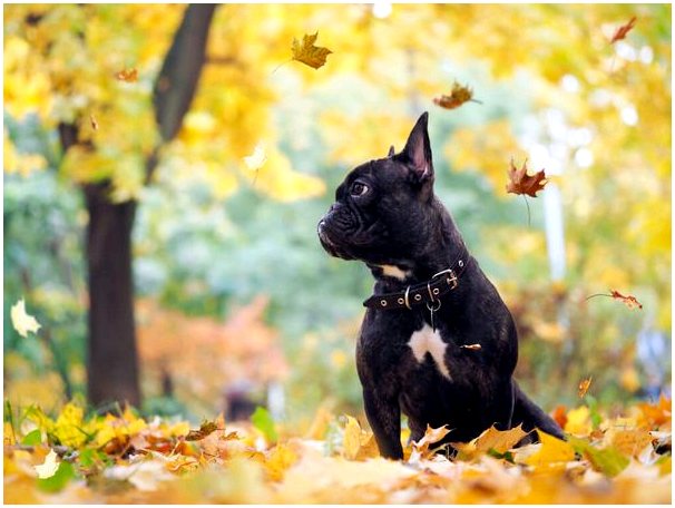 Корм для вашей собаки осенью
