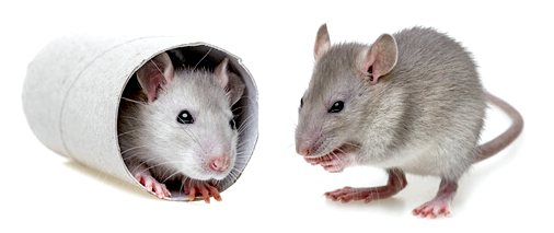 Лабораторная мышь, лучшая модель животного