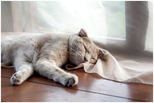 Лечение старческого слабоумия у кошек