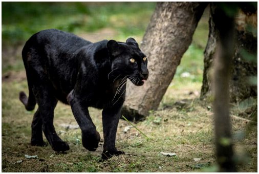 Любопытства о черной пантере