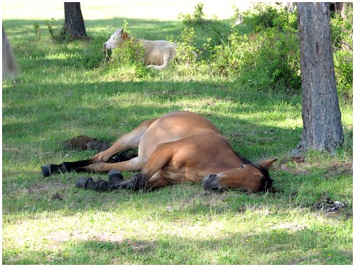 Лошади спят стоя или лежа?