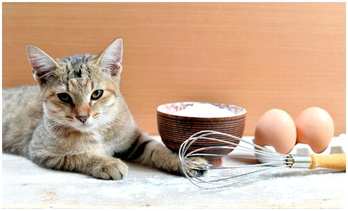 Лучшие рецепты еды для придирчивых кошек